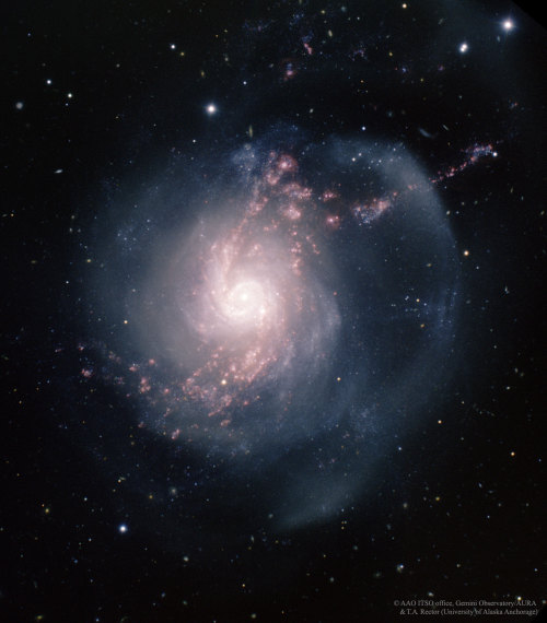 NGC 3310: A Starburst Spiral Galaxy Image Credit &amp; Copyright: AAO ITSO Office, Gemini O