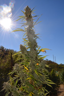 incredible-kush:  Berry White top glistening in the sun! 