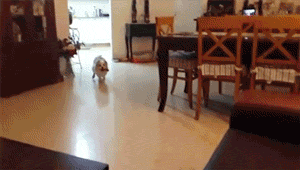 murderousart:  zombyeater:  spookyvarnpire:  the GTA wasted gifs are my favourite