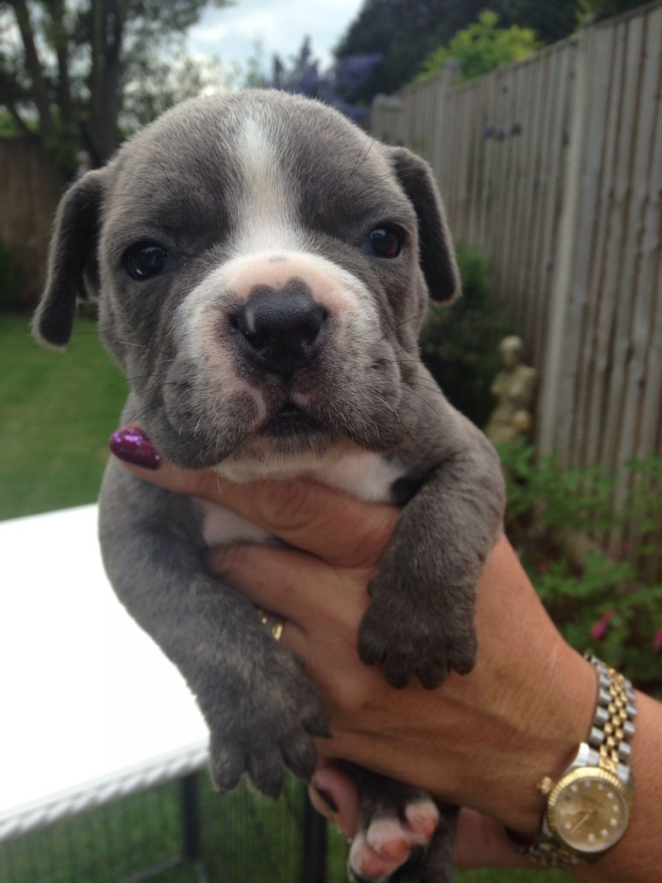 dogsandpupsdaily:  - French Bulldog Mix. Want more? Follow:http://dogsandpupsdaily.tumblr.com/