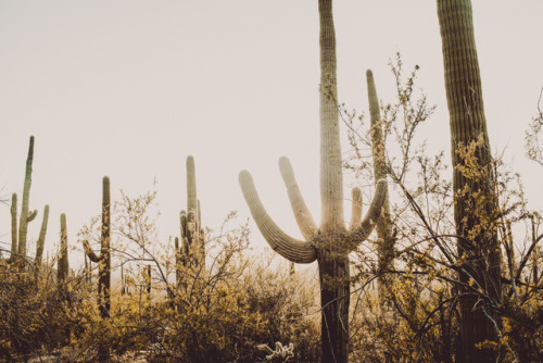 julianajohnsonphoto: Saguaro National Park Western District Tuscon, Arizona December 2017 instagram: