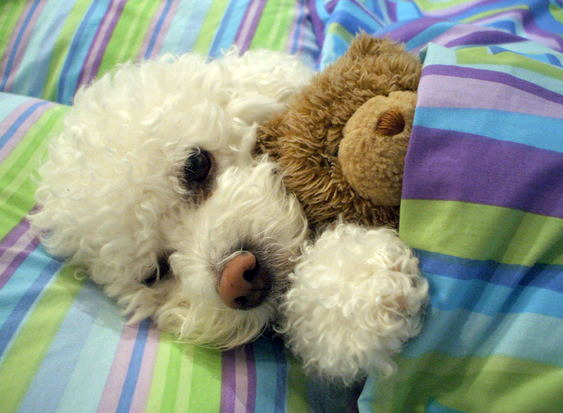 bebesIn case you’re having a bad day…here are some puppies sleeping with stuffed