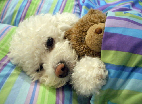 houseofwonderandchaos:  end0skeletal:  In case you’re having a bad day…here are some puppies sleeping with stuffed animals. (Credit: 1, 2, 3, 4, 5, 6, 7, 8, 9, 10. A note on the first puppy: At 5-½ weeks old, Daisy was mauled by a larger dog.