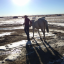sarahgallops