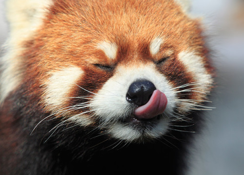 toshio:why are red pandas so beautiful