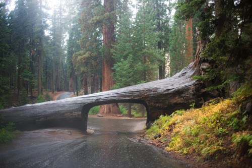 While we were hiking in the Giant Sequoias there was a torrential downpour and a lightning storm. Th