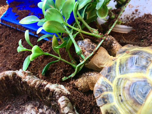 Help!  My head is stuck in my plastic plants!  April Fool’s!  My head isn’t that big yet!  