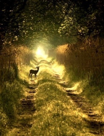Forest Deer, Poland