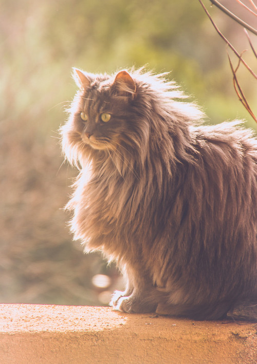 My lovely cat… (by sarah.pc83)