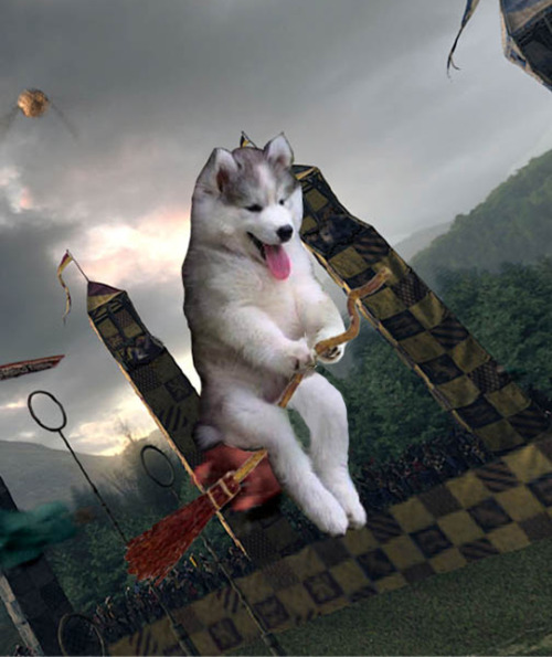 Sex wwinterweb:  Photoshop Battle: Puppy in a pictures