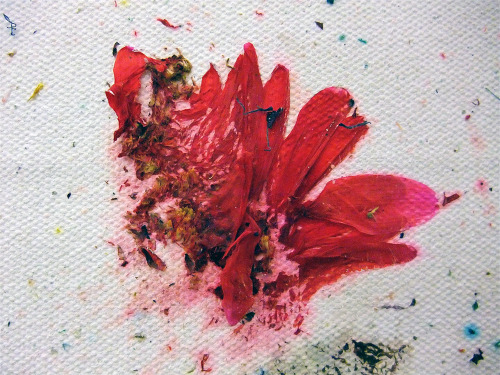 likeafieldmouse:  Dan Colen - Psychotic Reaction (2011) - Flowers and gesso on canvas 