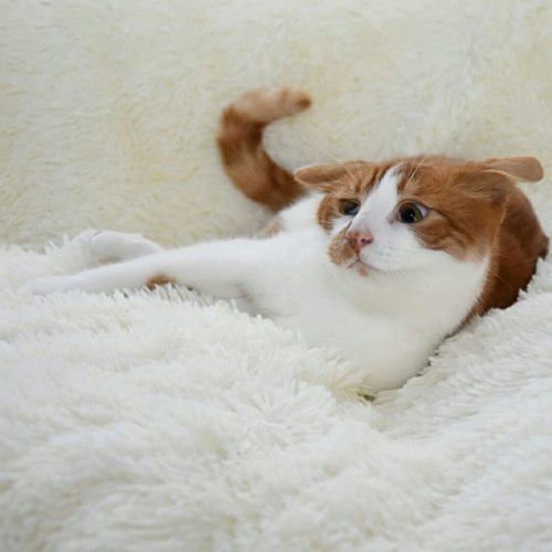 catsandkitten:He sniffed catnip for the first time!