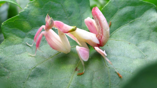 allthegayships413:  pewpuupalace:  neeneejb:   Orchid Mantis  it’s sooo pretty .  i love these littl