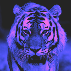 truangles:  Neon Tiger by Truangles 