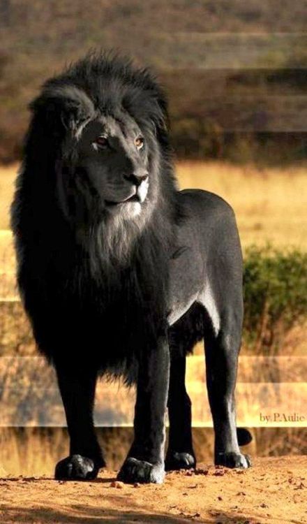 phroyd:African American Lion!Phroyd