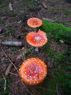 shroomlings:  One of my rarer finds; a row of beautifully grown amanita muscari :-)