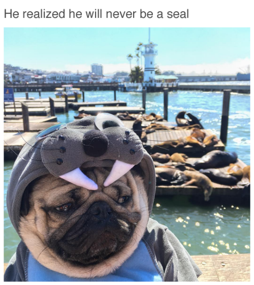 mistersailor:  cheese-waffles:  wwinterweb:  (via itsdougthepug)   @mistersailor  he sad