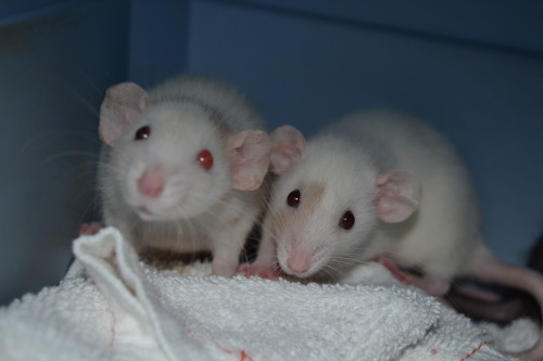 andthentherewasarat:baby rats are cute &lt;3