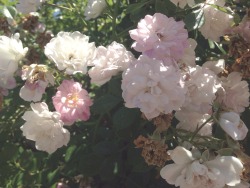 underwata:  visiting my grandmother’s rose