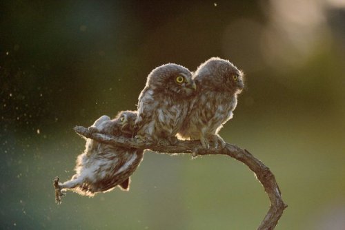 rockandrollchick: An owl struggles to keep his grip as his owl friends look the other way in Tibor K