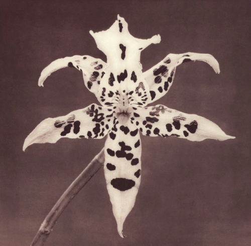 antelucanhourglass:Robert Mapplethorpe, Flowers, 1988.