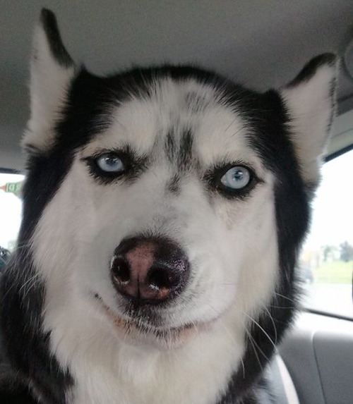 thatfunnyblog:  Huskies make the best faces. Funny Stuff you like?