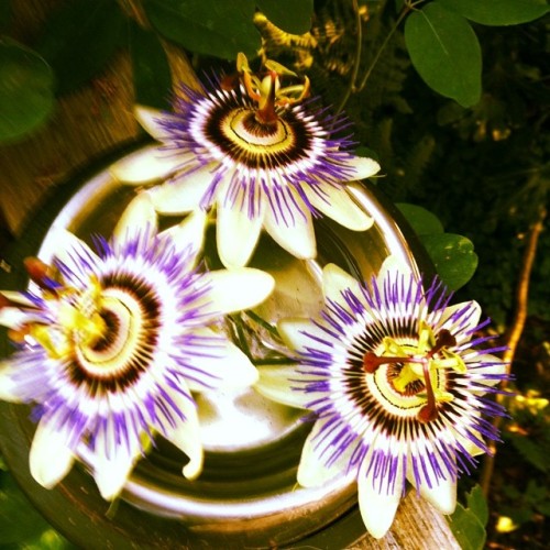 The Passion flower at Andy’s.