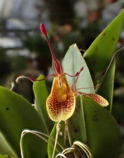 orchid-a-day: Restrepia iris  January 29,