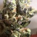 pourpaintmylove-deactivated2022:The dispo weed I got today is very very pretty