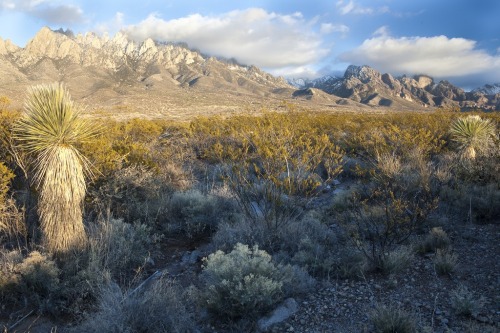 Organ Mountains National MonumentThese beautiful peaks now form the backbone of what was declared, o