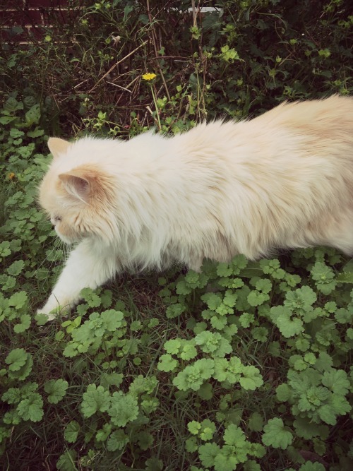 princesstigerbelle: braceyourself-marchingband: My cat is an ethereal fairy cat!  @mostlycatsmo