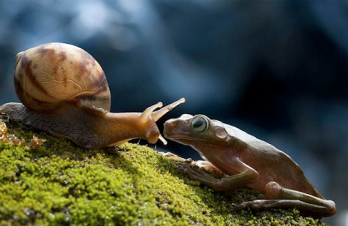 nubbsgalore:nordin seruyan photographs a snail in central borneo asking a frog if he wants a ride