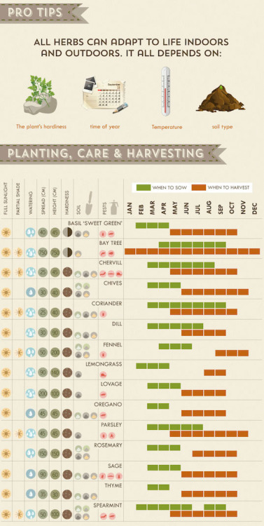 veganfoody:  How to successfully grow a herb porn pictures