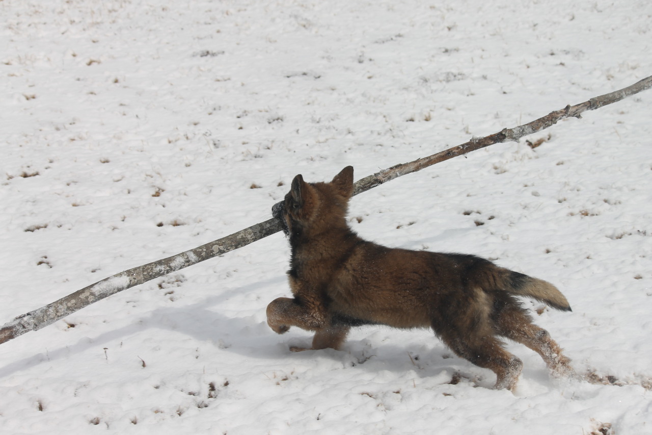 leffew4116:The “German Shepherd and HUGE sticks” thing starts early. Freya at