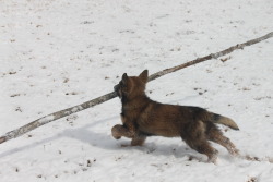 Leffew4116:The “German Shepherd And Huge Sticks” Thing Starts Early. Freya At