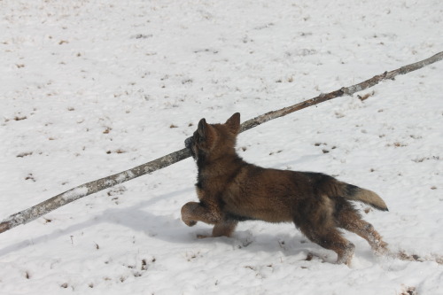 leffew4116: The “German Shepherd and HUGE sticks” thing starts early. Freya at 3 months 