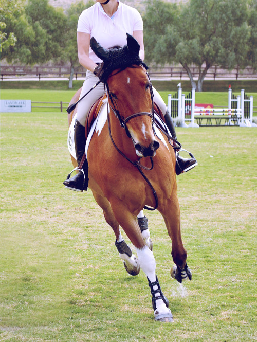 blenheim spring classic, 2013.