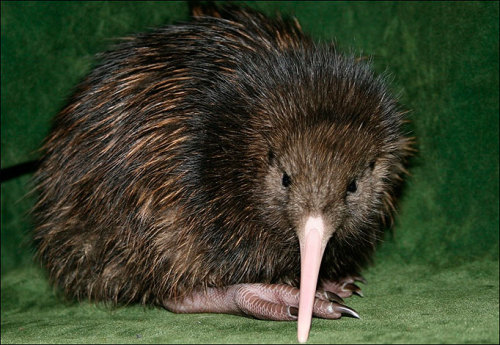 thefingerfuckingfemalefury:hazardousprototype:can we have a kiwi appreciation post please?i mean..TH