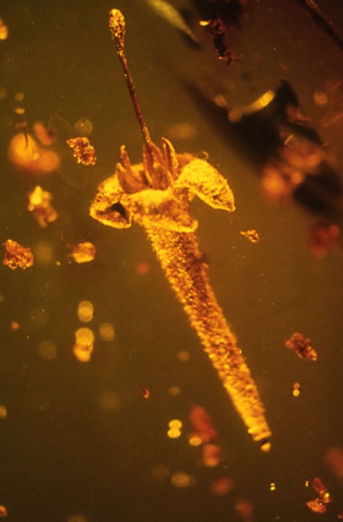 mudwerks:This flower, preserved in amber, may be 45 million years oldThe new fossil flower Strychnos