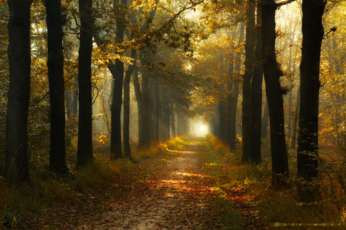 radivs:  Autumn Forest Captures by Oer-Wout  1 | 2 | 3 | 4 | 5 | 6 