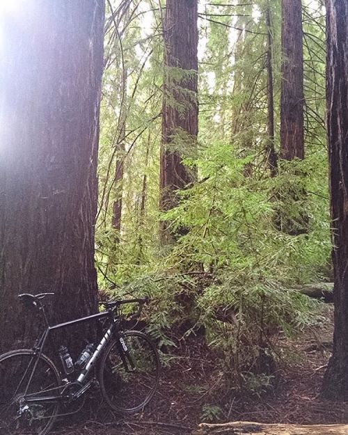 lowbicycles: Exploring Gnar-nia on the #lowbicycles #mkiroad #handmadeinsanfrancisco #thismachinekil