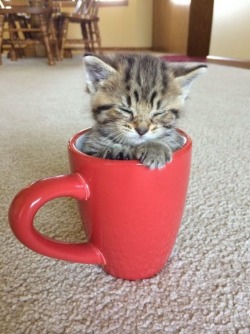 catasters:  This mug makes coffee taste so