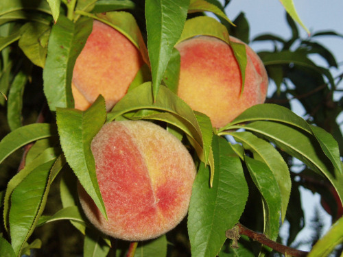 peach tree