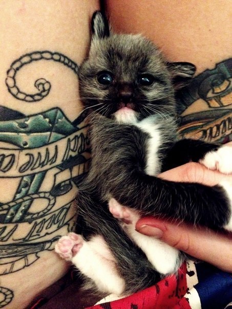 massblog021:  Tattoo cats ^_^ 