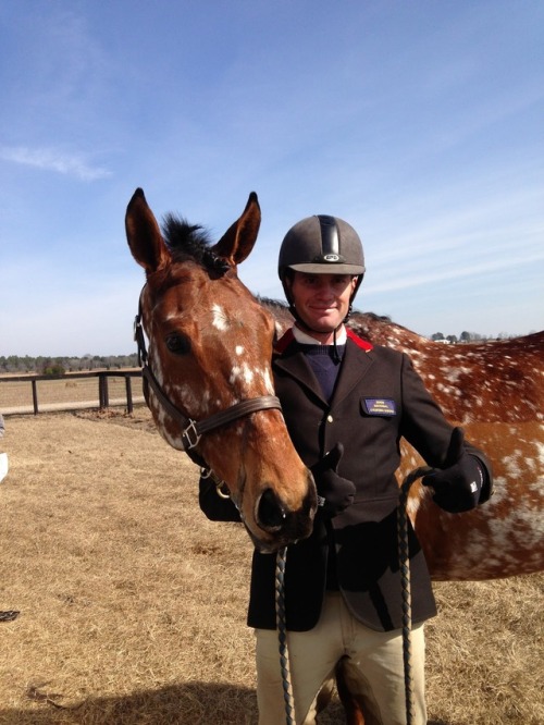all-the-horses: Magic Replica Mystic Replica x June Thoroughbred Cross, Gelding 16.2hh Born 2005