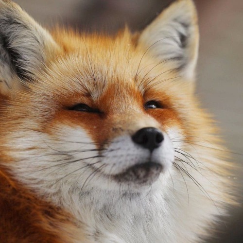 barisaxnumbertwo - everythingfox - InquisitiveMe looking at the...