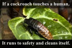 Don&rsquo;t blame you cockroach.  Most humans are gross.