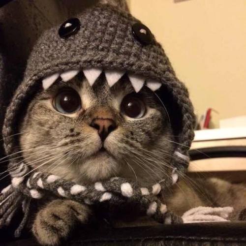 awwww-cute:Nala_shark ! (Source: http://ift.tt/19YUFTm)