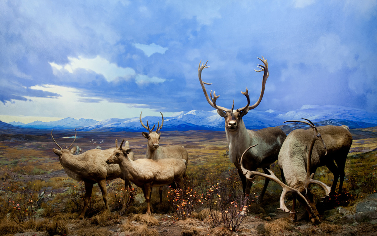 Osborn Caribou - September, Level Mountain, British Columbia, Canada
Caribou, also known as reindeer, flourish in some of the world’s harshest places. Their principal home is tundra—land that is too cold for trees to grow. Massive herds of caribou...