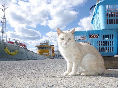 空と船を背景にして座るシロちゃん。波止場の猫はどこかワイルド。A white cat sitting against a background of the sky and a ship. The c